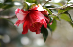 豪華に