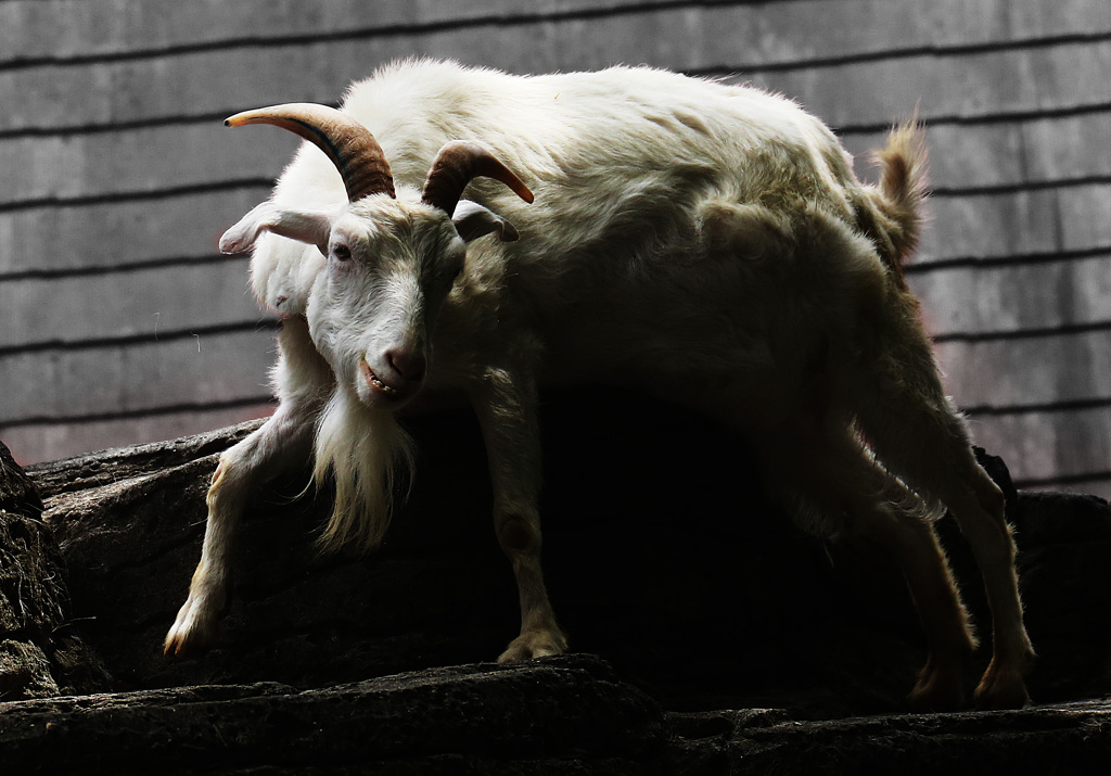 動物園寸写・・・構える