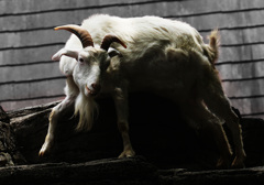 動物園寸写・・・構える