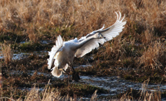 田んぼに降りた