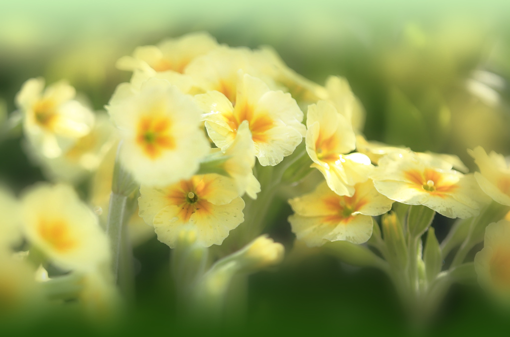 庭の花･･･プリムラ