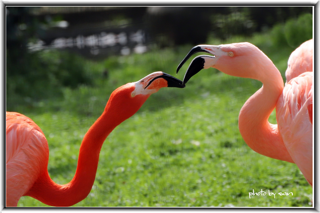 ワクチン未だ？「のど腫れていネ」