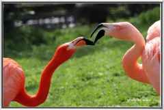 ワクチン未だ？「のど腫れていネ」