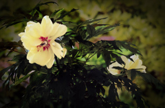 シャクヤクの花