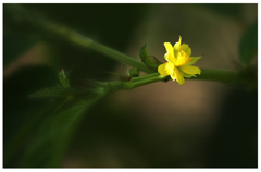 野菜の花「モロヘイヤ」