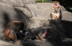 止めろ、ボスが怒っているぞ