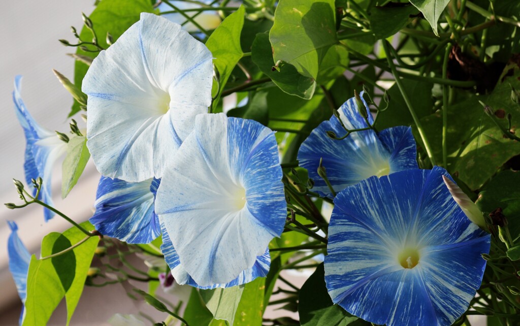 散歩でショット・・・秋のアサガオ