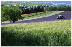 富良野　富田ファーム１