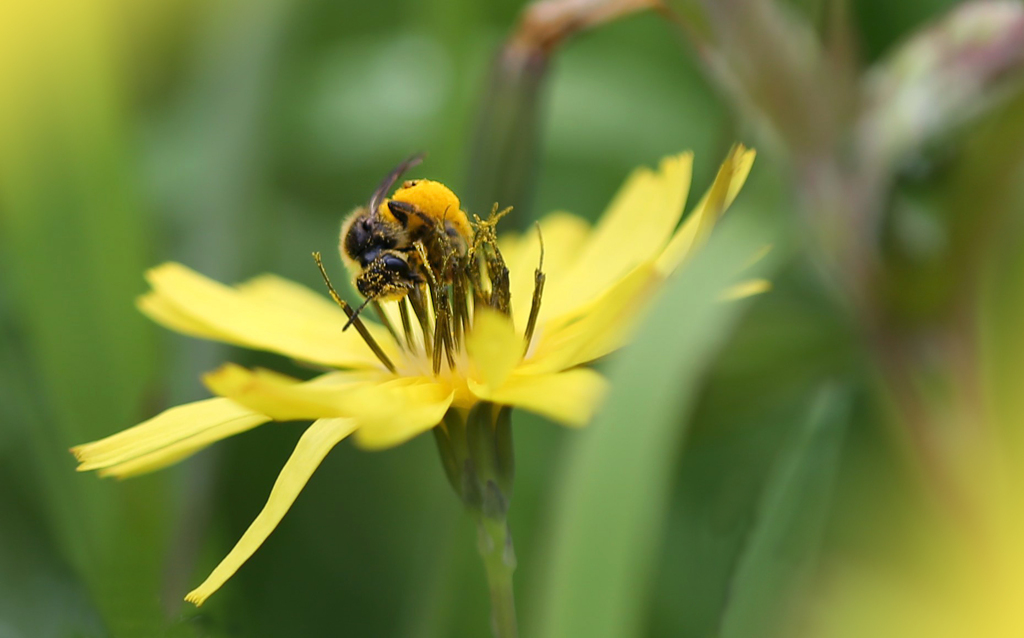 散歩でショット･･･オニタビラコに蜂