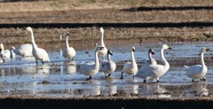 白鳥の湖･･･いや、田んぼ