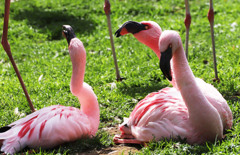 白状しなさいよ～・・・私、してないわよ～・・・不倫