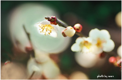 梅･･･エメラルドグリーン