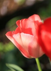 陽だまりの彼女