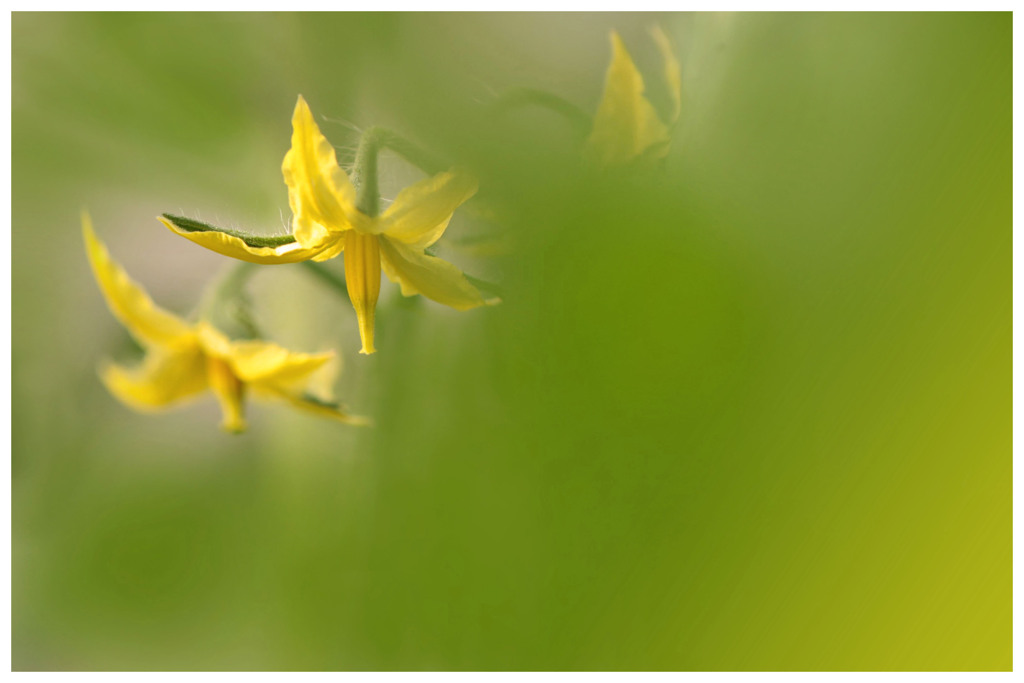 野菜の花・・・とまと