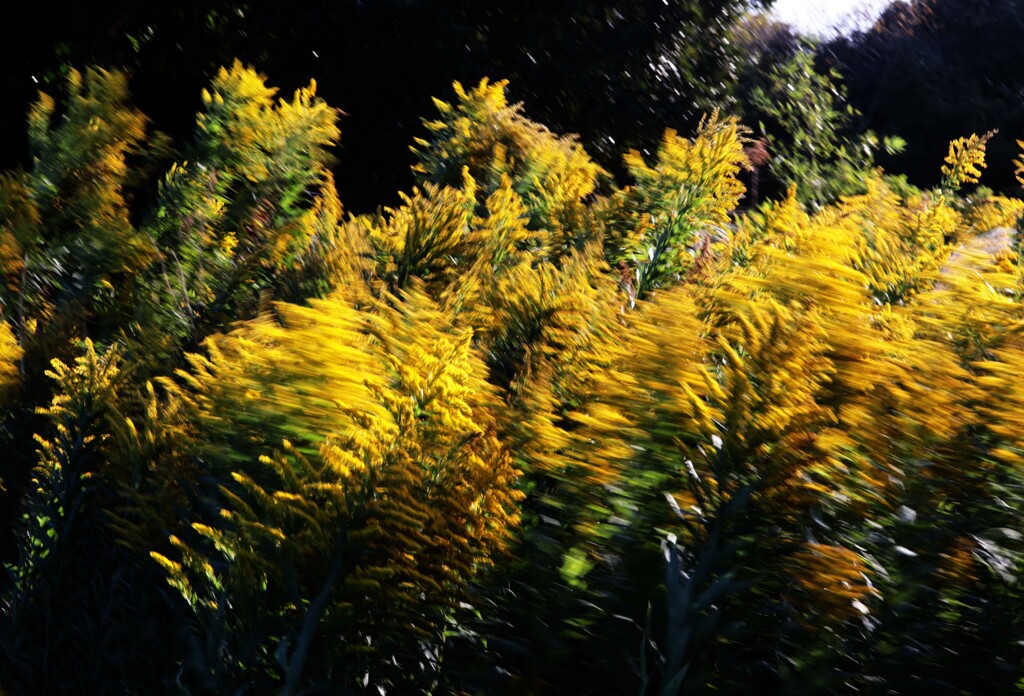 散歩でショット･･･風に吹かれて