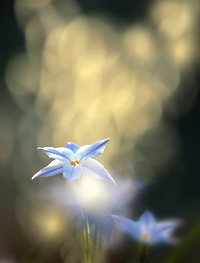 ハナニラ