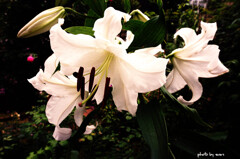 カサブランカ２