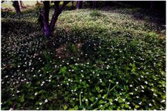 散歩でショット・・・一面のドクダミ