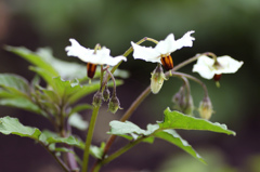 散歩でショット・・・珍しいジャガイモの花、新種かもしれない