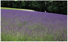 富良野　富田ファーム２