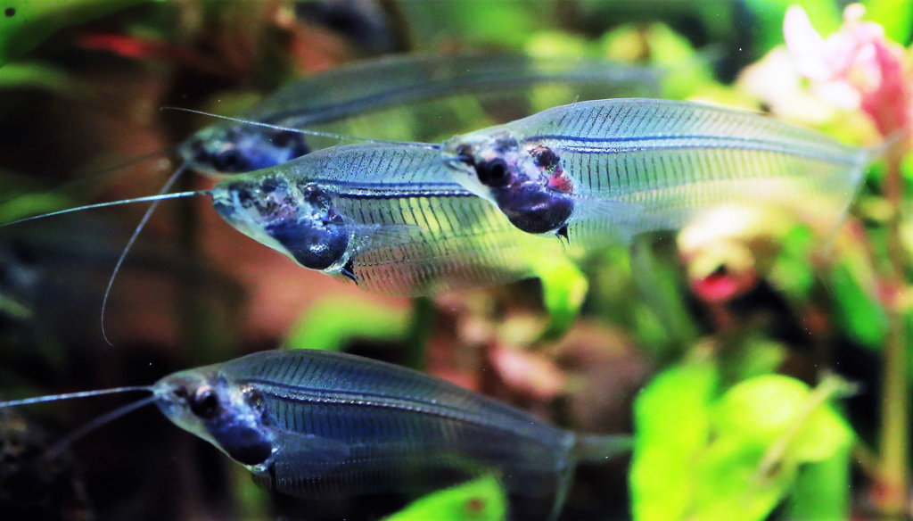 透明な魚「トランスルーセントグラスキャット」･･･鴨川シーワールドにて