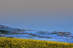 常陸那珂、海浜公園４