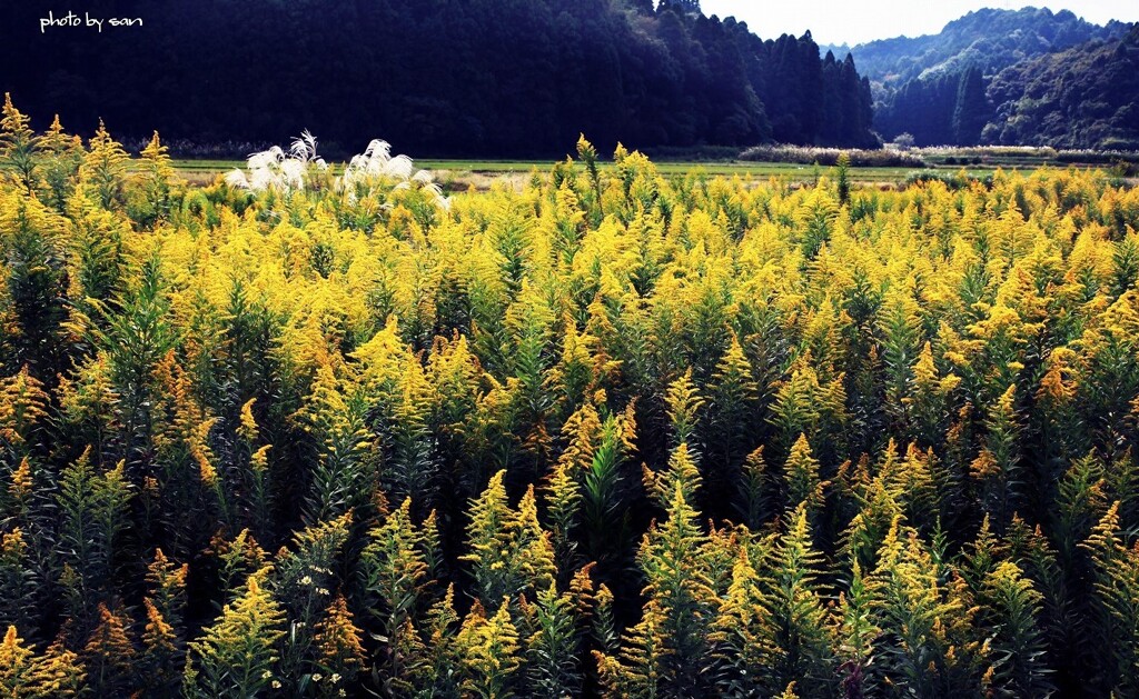 散歩でショット「背高アワダチ草２」