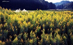 散歩でショット「背高アワダチ草２」