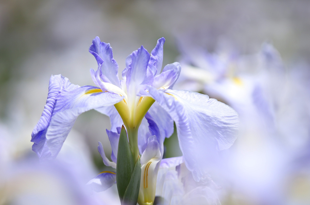 チョット眩しい