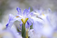 チョット眩しい