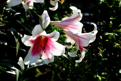 百合の花