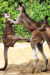 題名変更　パパ、頑張れえ（かえって邪魔）→パパ、もう止めて