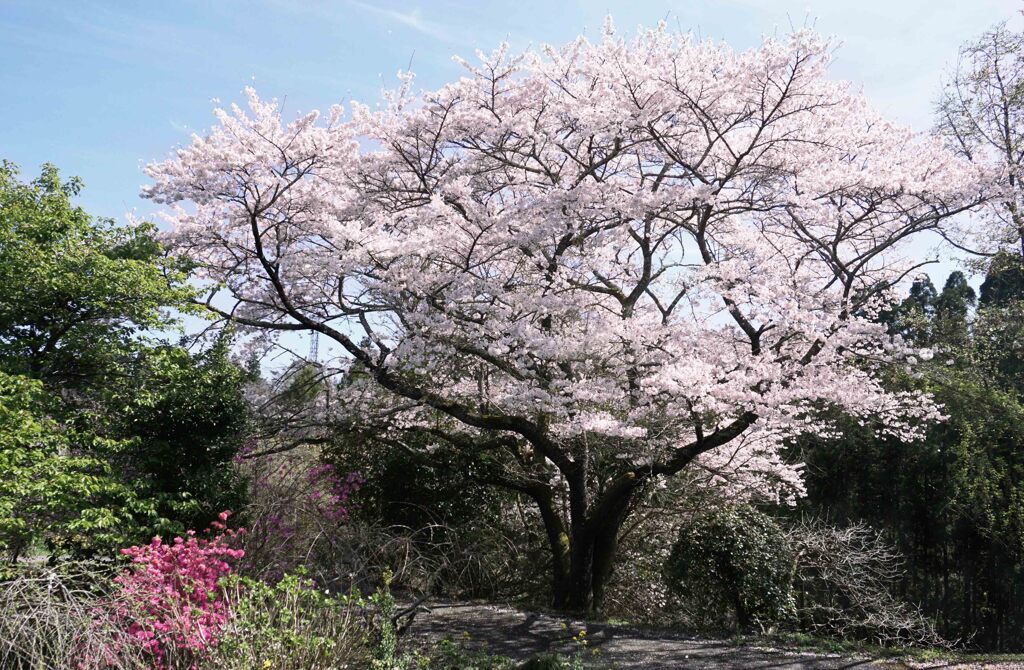 花に惹かれて４･･･房総は田淵の民家にて