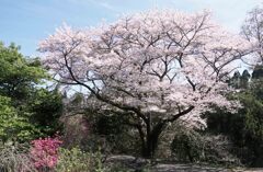 花に惹かれて４･･･房総は田淵の民家にて