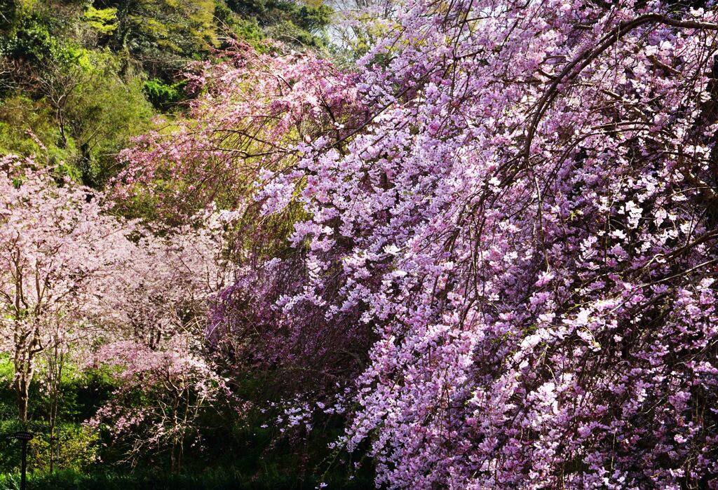 佐久間ダムの垂れ桜２