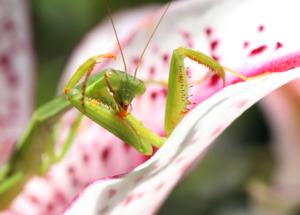 花粉を食べてる？