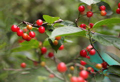 散歩でショット・・・真っ赤なサクランボ１