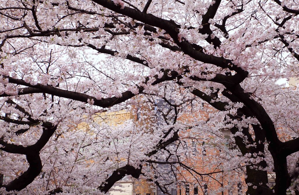 桜満開･･･東大本郷大通り