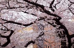 桜満開･･･東大本郷大通り