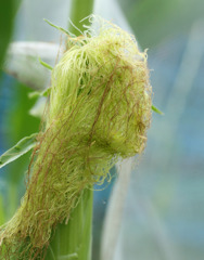 おばけのようなトウモロコシがいた・・・散歩でショット