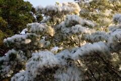 風・・・ナンジャモンジャが揺れる