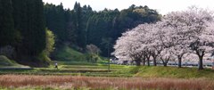 外房は礼森街道の桜