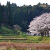 外房は礼森街道の桜