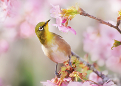 ポーズ･･･カメラを意識