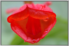 サルビアが威嚇した