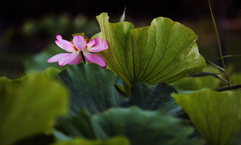 花は３日ほど遅かったようだが