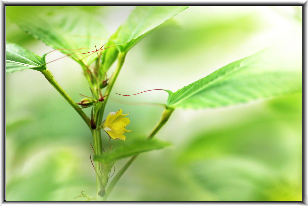 野菜の花「モロヘイヤ２」