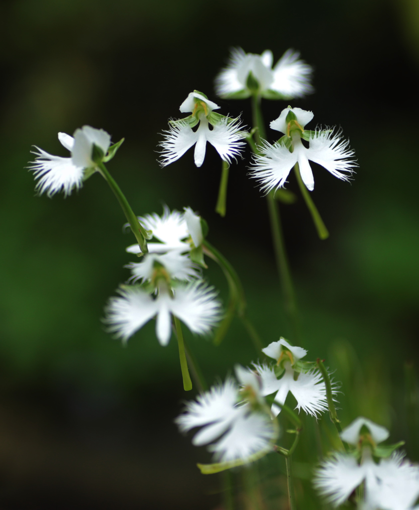 撮りたて新鮮サギソウ２