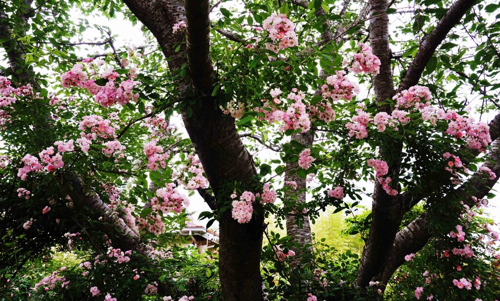 桜の木にバラが咲く？