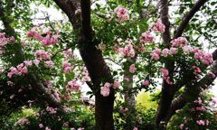 桜の木にバラが咲く？